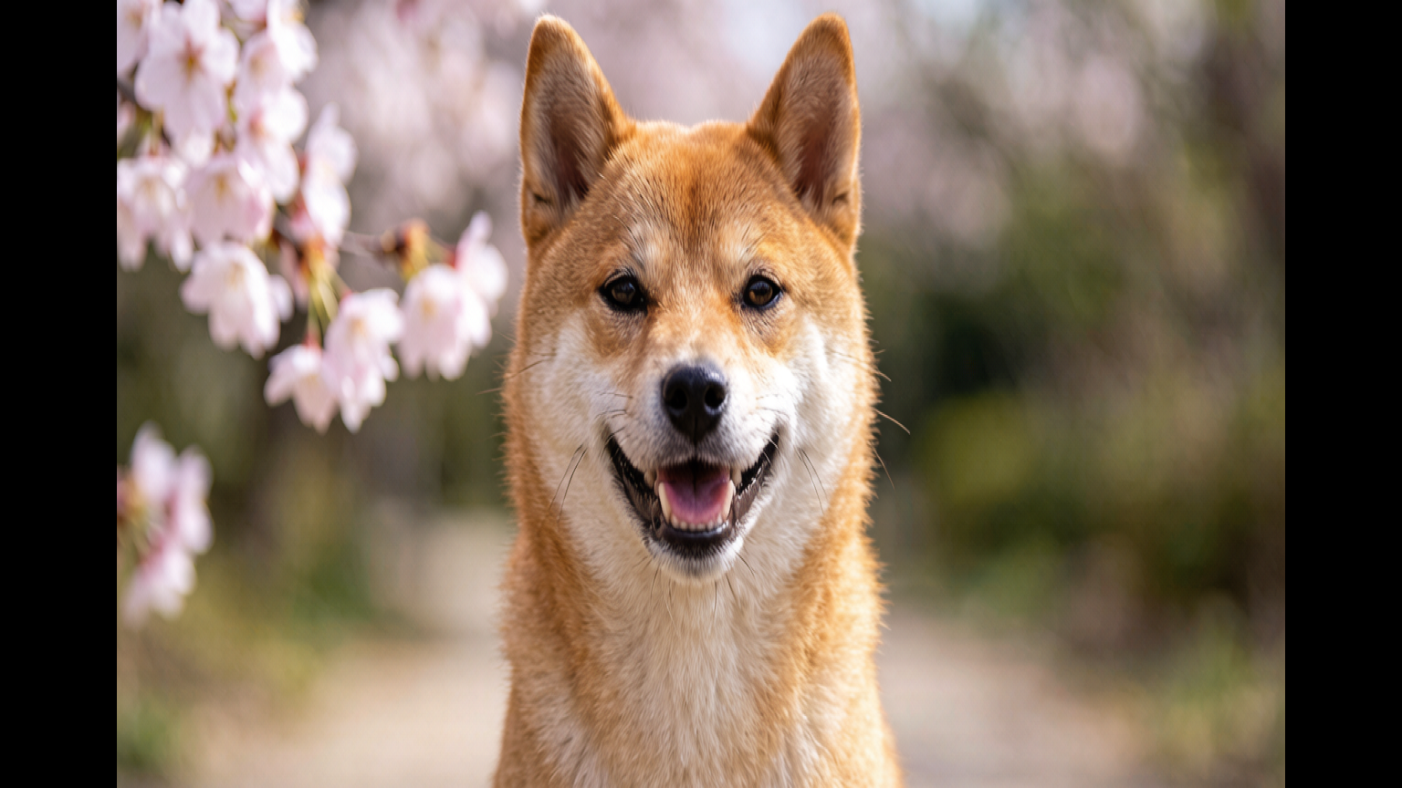 Why Won’t Your Shiba Inu Listen? Decoding the Stubborn Nature of the Dog World’s Diva